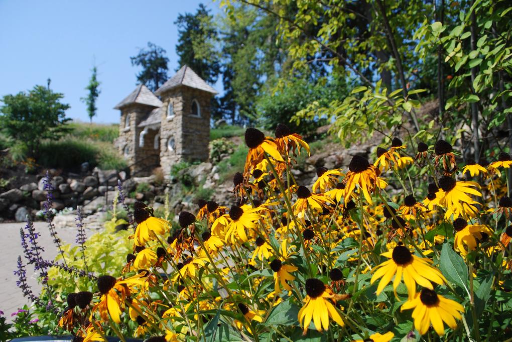 patch of Black-eyed Susans in full bloom