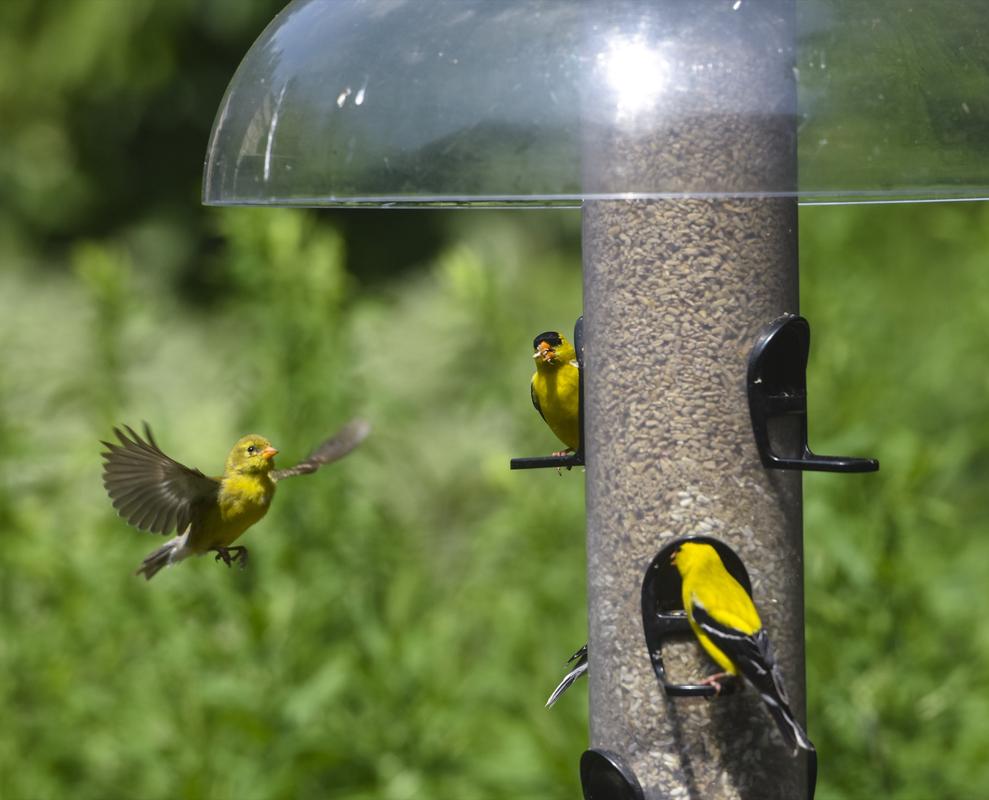 Bird feeder at Secor Metropark Toledo, OH. 