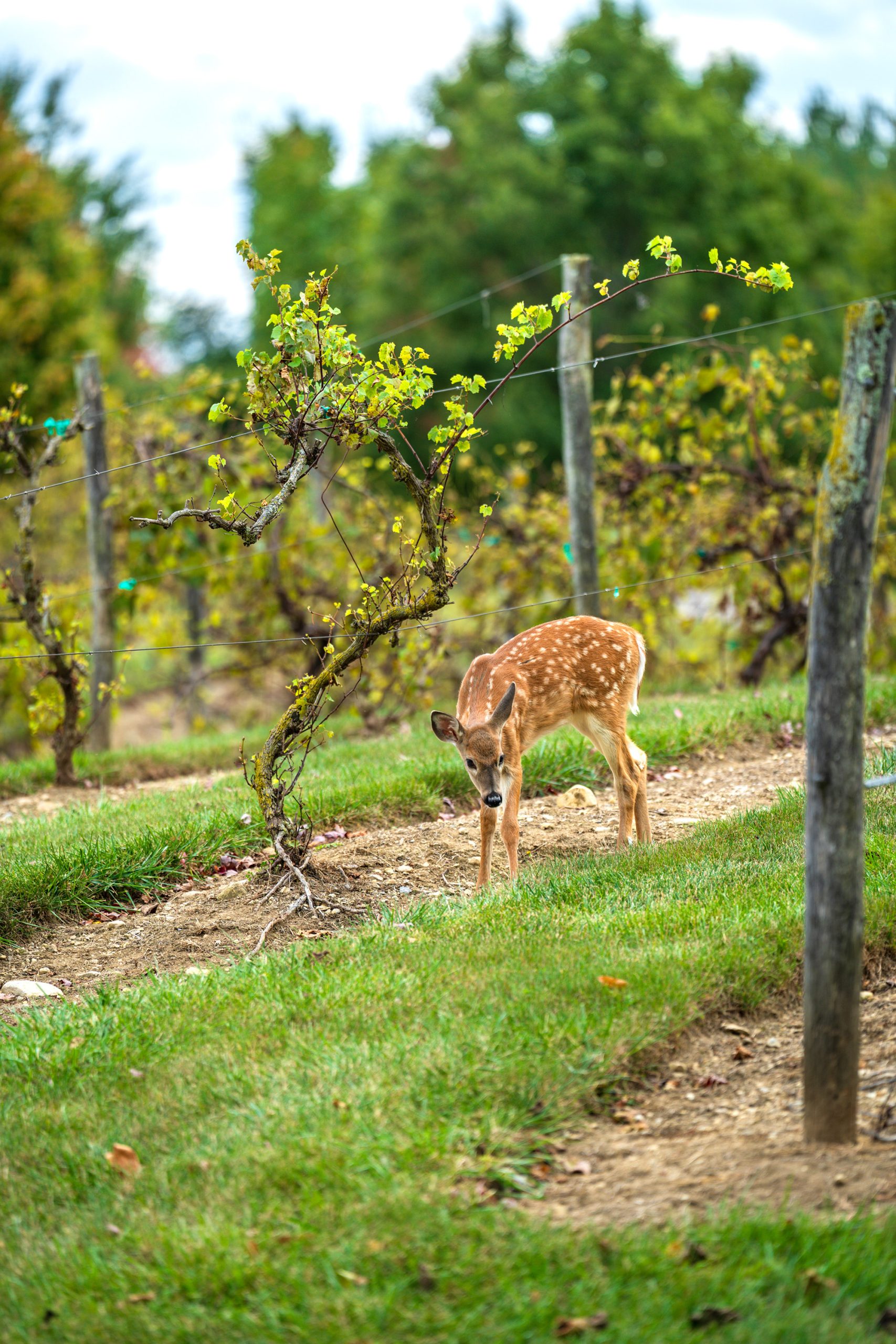 Deer in Tartan West Vineyard
